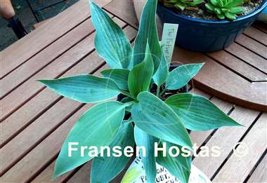 Hosta The Future King